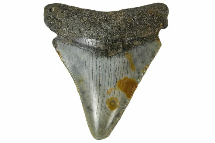 Serrated, Juvenile Megalodon Tooth - North Carolina #172624